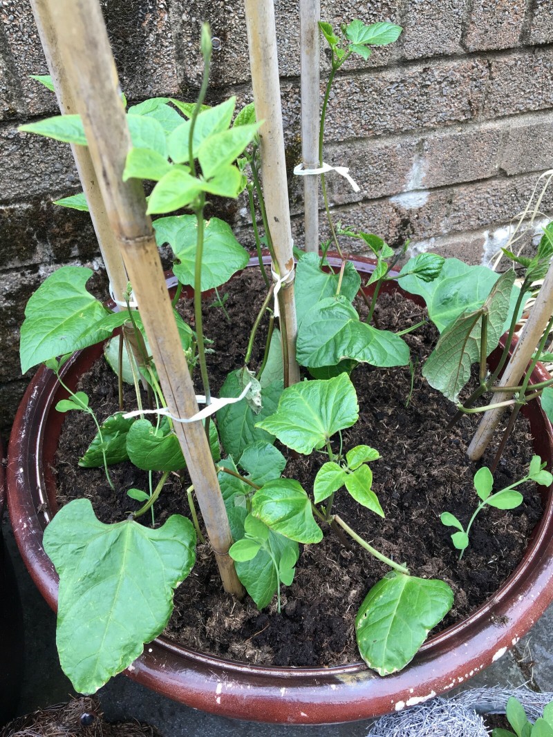 C9E7373B-81A5-4EFD-A128-21BB63DC0838