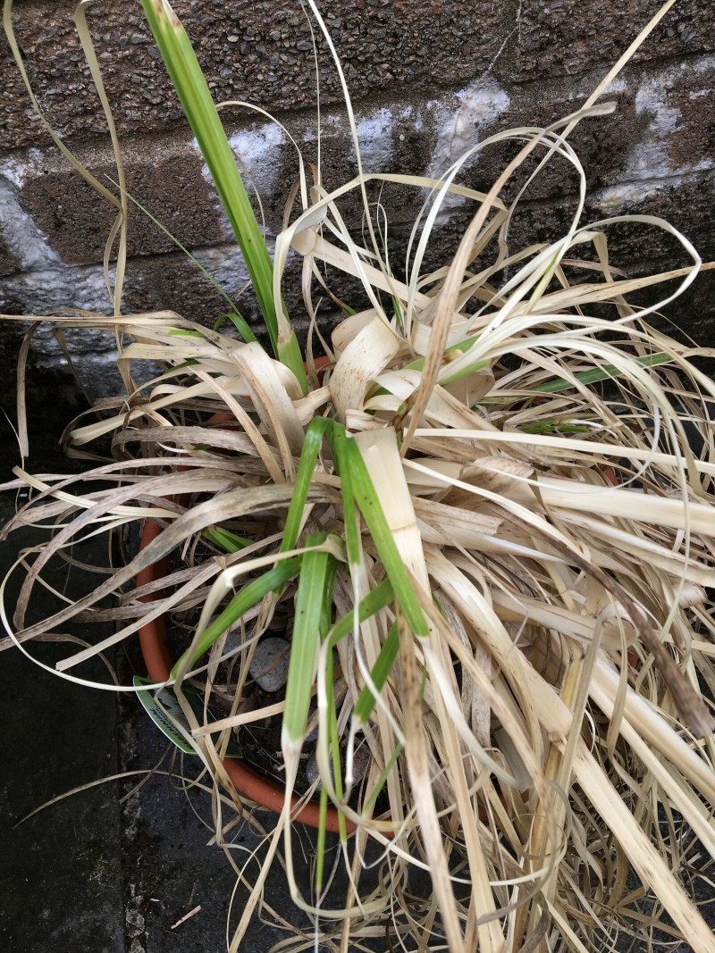 45C42375-435E-404A-A60F-2D1A171006ED