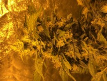 42AE7E0D-0028-4929-83FA-103686885C0D