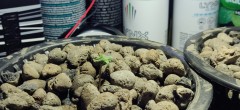 transplanted_seedlings_EB