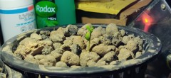 transplanted_seedlings_RD