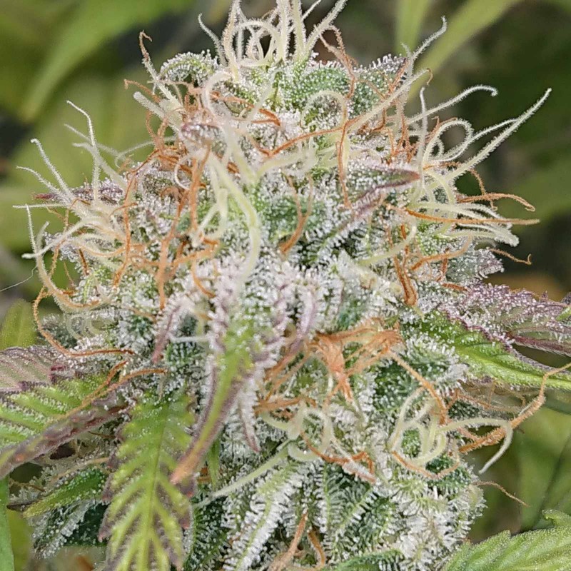 IMG_20200510_121526_658