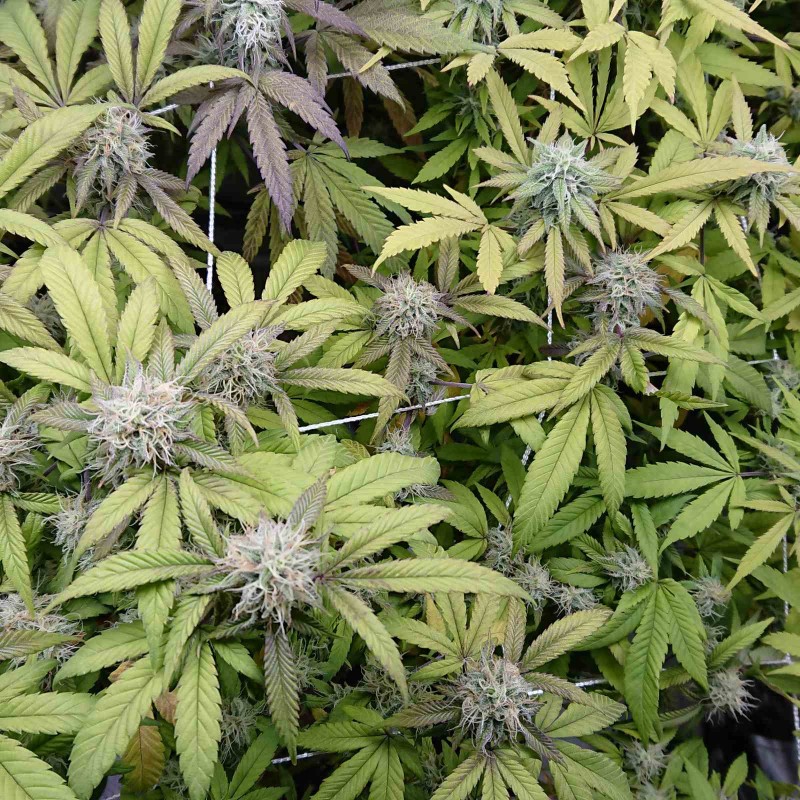 IMG_20200504_140641_671