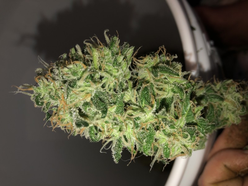 CF4F4B6F-A6FC-4C7D-9E7E-8B9DA9395C1E