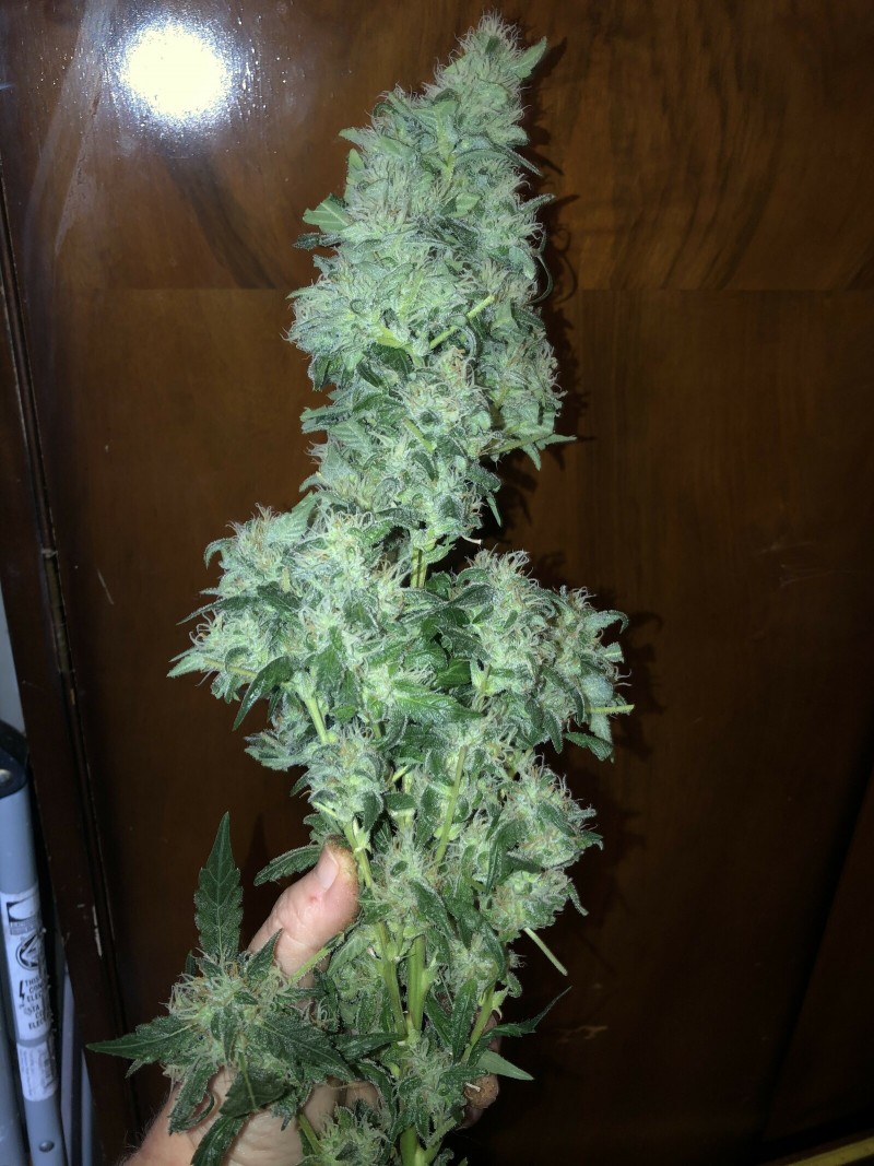 2EE33C4D-8AF6-430B-BF1C-143EB662EE41