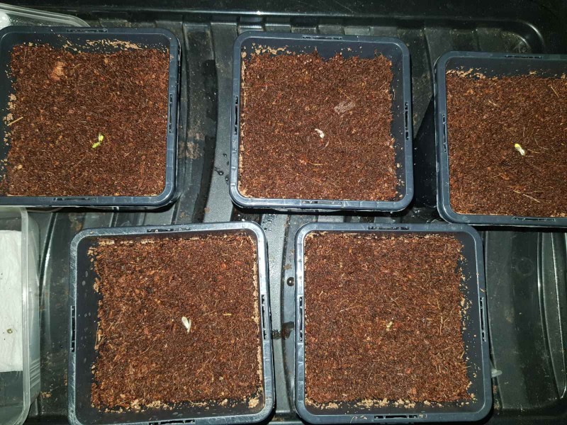 Braindamage potted up