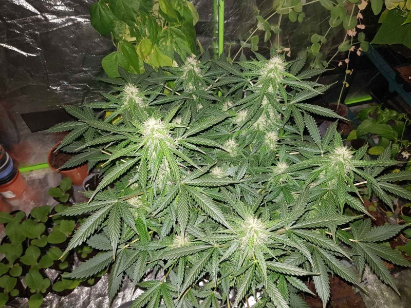 Seedstockers thin mint crack pot challenge early flower