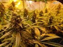 Cannabis is flower under hps and cdm