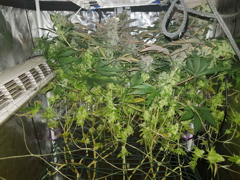 Captains cake scrog 64 days 14/10