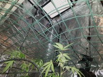 The New Sherbinski x HSO led grow off  moved under net