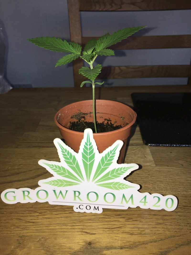 55FF269C-40BF-4636-9401-342F06F57DDA