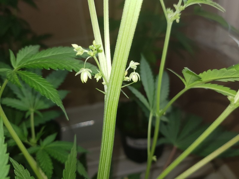 Dancing Shiva day 18 of 12/12