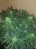 Seedstockers thin mint crack pot challenge flower