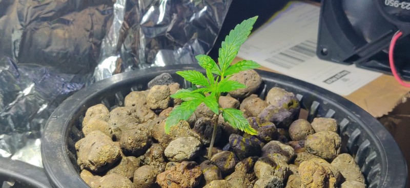 Seedling18thMayEasyBud