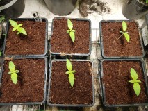 Growers choice Brain damage seedlings