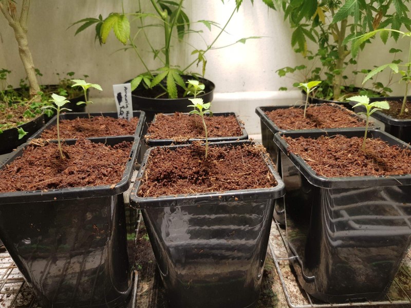 Growers choice Brain damage seedlings