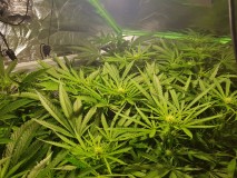 Dancing Shiva day 21 days since flip