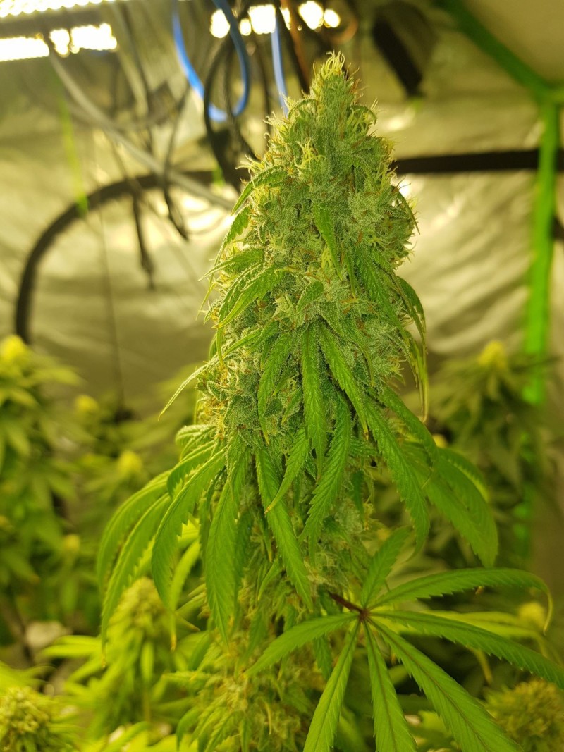 GG#4 50 days flower