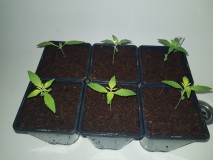 Growers choice Brain damage seedlings