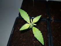 Growers choice Brain damage seedlings