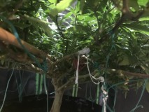 BB7793DD-FE4C-4B35-8495-5DE31BF4237C