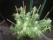 C60EBFD7-CAD0-42A8-8701-2DAD4E2E758B