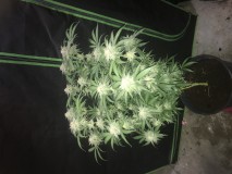 7558DA08-3567-4A09-B908-0FC4DC00E30F