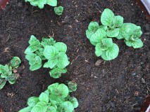 D6F19026-6832-4513-B454-91886037CFC0