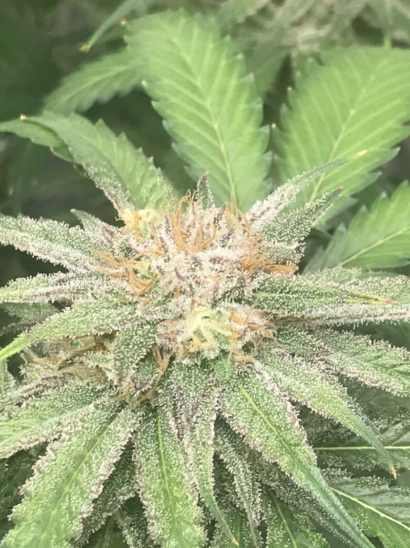 713517C9-1E4A-4045-B7CC-B0153B19F603