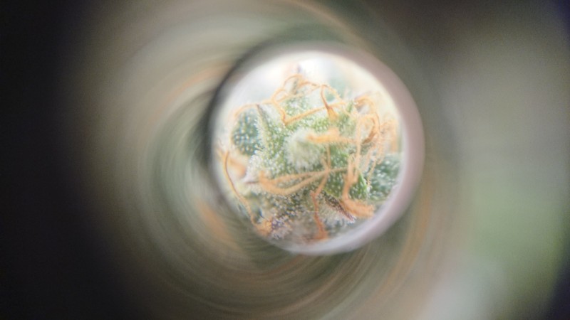 DSCPDC_0002_BURST20200527100611374_COVER