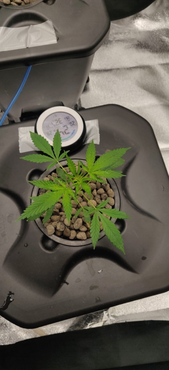 QueenSeedsEasyBud30DayOld2