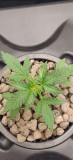 QueenSeedsRoyalDwarf30DayOld1