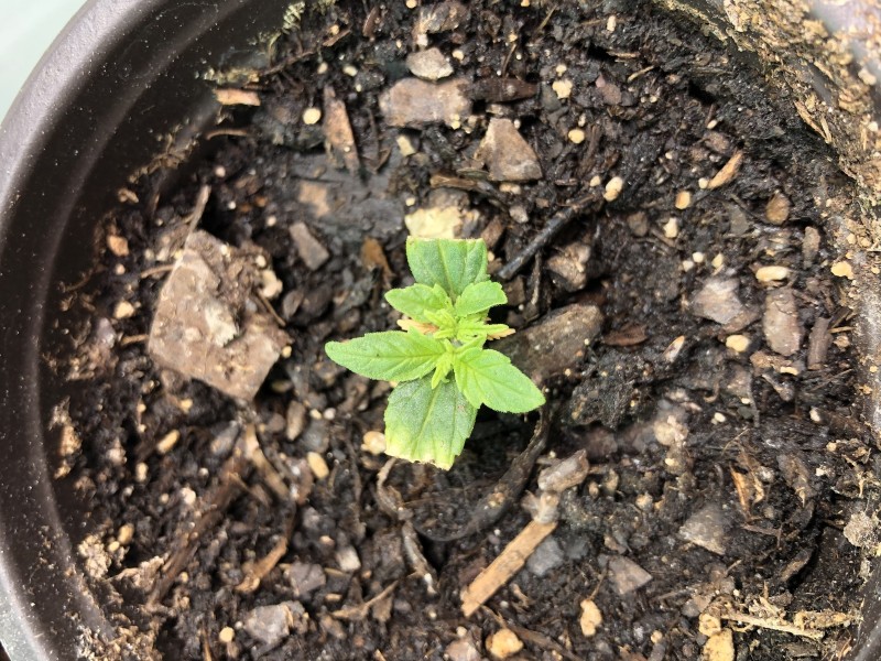 E315A0D7-95E1-48AF-BBE4-93428AA54585