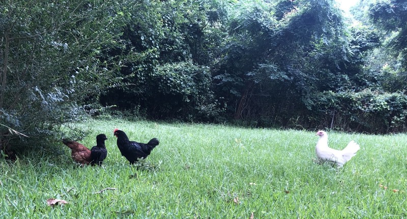 4E475CE2-1A9E-4781-A595-373CAFFD02A9