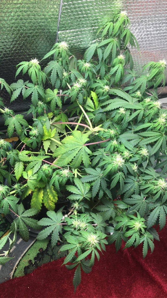 3DB37F84-7F83-46E4-8781-6C1AB5031A93