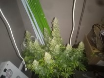 Strawberry Cheesecake