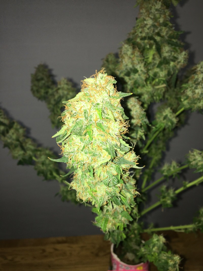 73E2AC82-297A-49BD-817E-A89783A81984