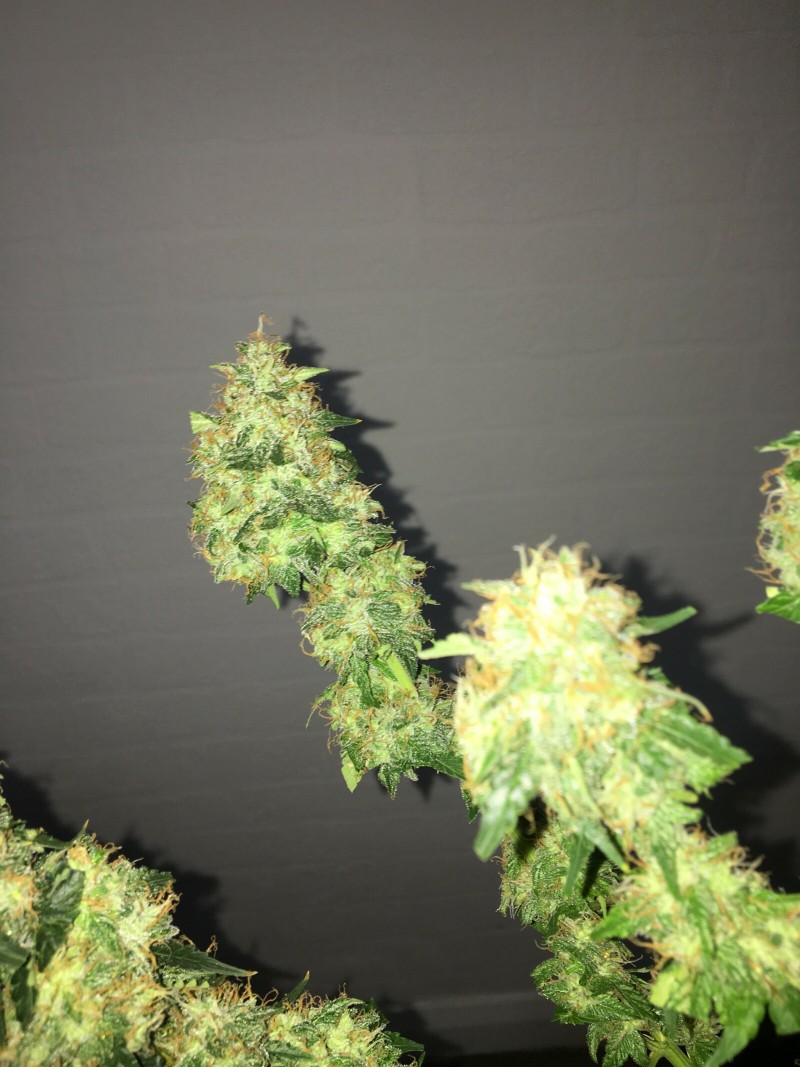 539D2BAC-EB6E-4161-8E83-76FB143928C5