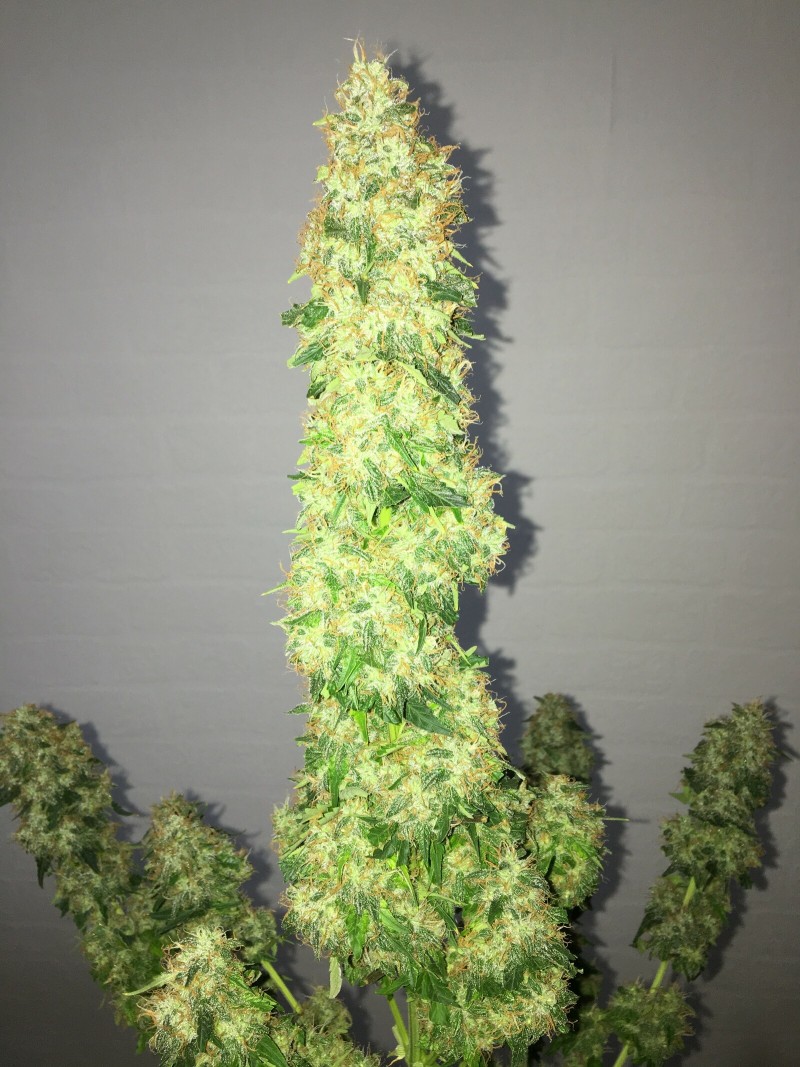 4B5F852F-40F6-471B-9B03-819F058BF8CE