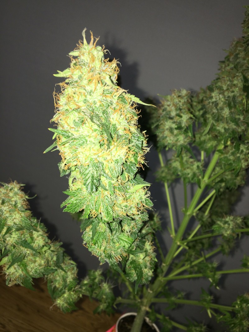 F222CEE7-F0A7-45BA-914D-A0610E7F6FF0