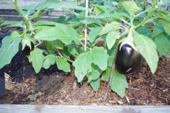 eggplants georgia