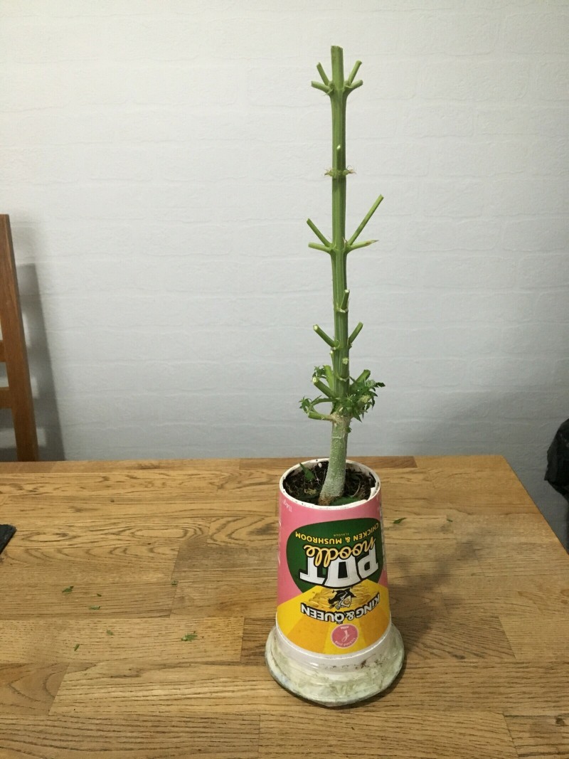 29A46333-E587-427D-9382-FC10AB2A7ECA