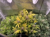 787AE621-383C-4011-8BAE-7EBA89EE9727