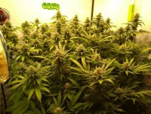 IMG_20200609_171655648