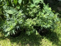 EC125BA2-3C8E-4F44-82A6-39304A063B8E