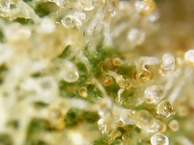 trichs