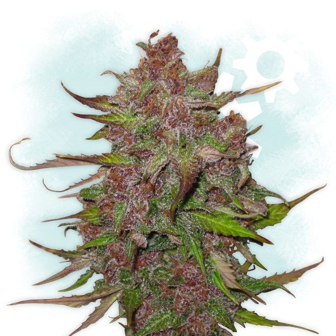 auto-purple-couskush-feminized