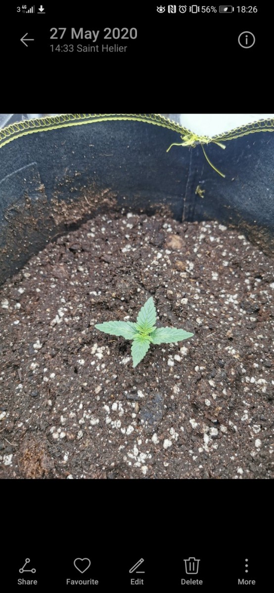 Afghan Kush Ryder seedling