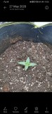 Afghan Kush Ryder seedling