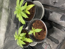 5EA948BC-4518-44CA-995E-4C3D25658E0F